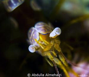 Squat Shrimp by Abdulla Almehairi 